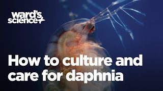 Caring and Culturing for Daphnia [upl. by Allebasi474]