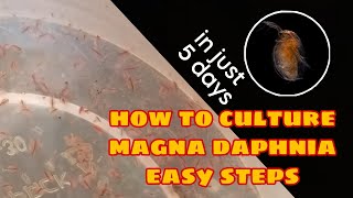 How to Culture Magna Daphnia Easily [upl. by Leahcimaj]