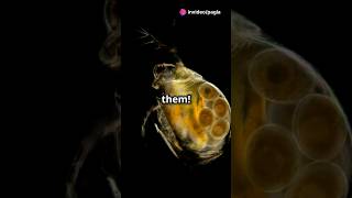 How to culture Daphnia for your Aquarium [upl. by Stultz695]