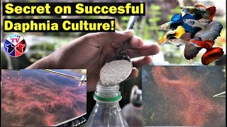 How to Culture Daphnia Successfully [upl. by Jacobs]