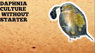 HOW TO CULTURE DAPHNIA NATURALLY WITHOUT A STARTER [upl. by Ortensia]