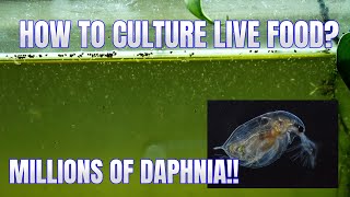 How to Culture Daphnia Secret Method to Breed MILLIONS  Simply Aquatic [upl. by Beller5]