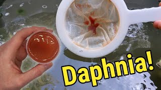 How I Culture Daphnia In Outdoor Tubs [upl. by Elwin413]