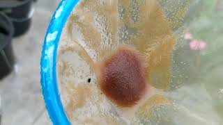 How to culture daphnia moina in a small container Part 1 English Subtitle [upl. by Dinse]