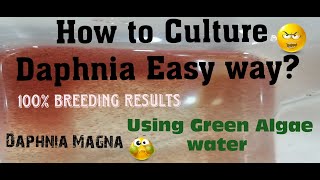 Daphnia MagnaHow to Culture Daphnia Easy wayCulturing Daphnia using Green water Daphnia [upl. by Karalee]