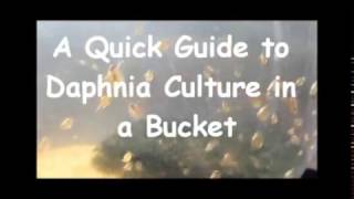 How to culture daphnia outside [upl. by Annayt242]