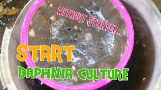 How to culture daphnia moina the easy way 1  Starting the Daphnia culture [upl. by Zaraf]