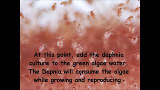 Daphnia  How to grow daphnia in your home [upl. by Beniamino]