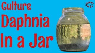 How to Culture Daphnia in a Jar [upl. by Bryn]