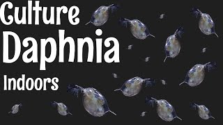 How to Culture Daphnia [upl. by Lazaro]