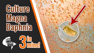 How to culture DAPHNIA MAGNA  The easy way [upl. by Hew539]