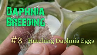 Daphnia Culture made simple and easy 3  Hatching Daphnia eggs [upl. by Herman]