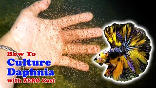 How to Culture Daphnia with ZERO Cost  Unlimited Live Food For Our Fish [upl. by Aisiram]