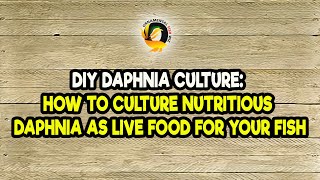 DIY Daphnia Culture How to Culture Nutritious Daphnia as Live Food for Your Fish [upl. by Matthaus]