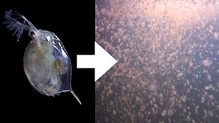 How I Culture Daphnia [upl. by Afatsuom]