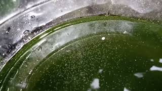 DAPHNIA MOINA CULTURE IN A SMALL BUCKET [upl. by Toomay]