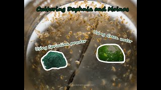 How To Culture Daphnia and Moinas using Green Water Spirulina powder [upl. by Eidorb]