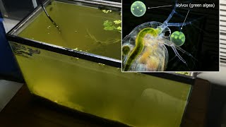 Raising Daphnia for the Freshwater Aquarium [upl. by Grimaldi]