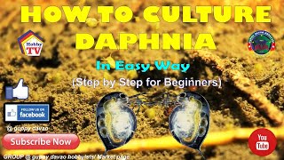 HOW TO CULTURE DAPHNIA In Easy Way [upl. by Puglia]